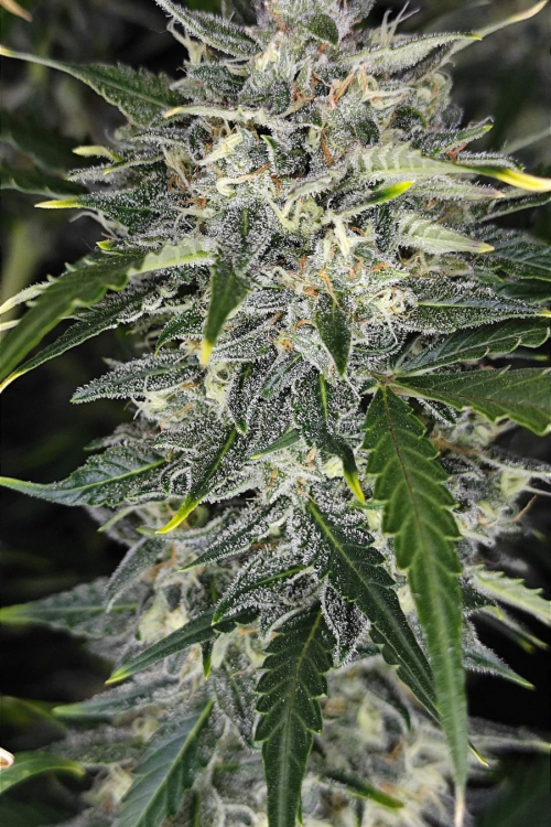 Sour Jealousy Auto