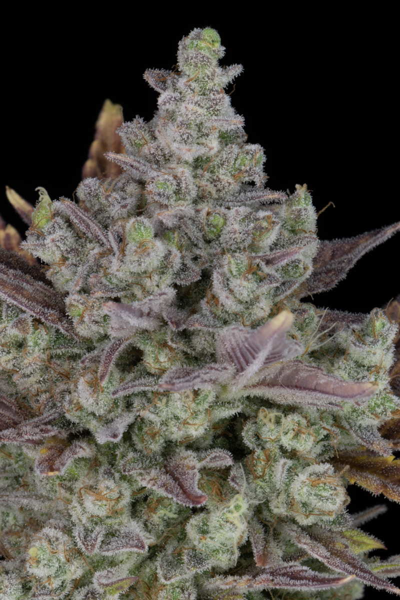 Photo of Gorilla Cookies Auto