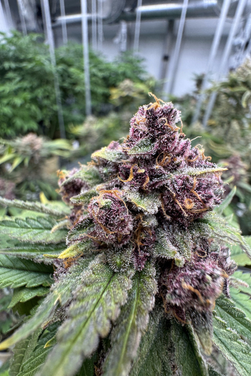 Cherry Cola Auto RF3