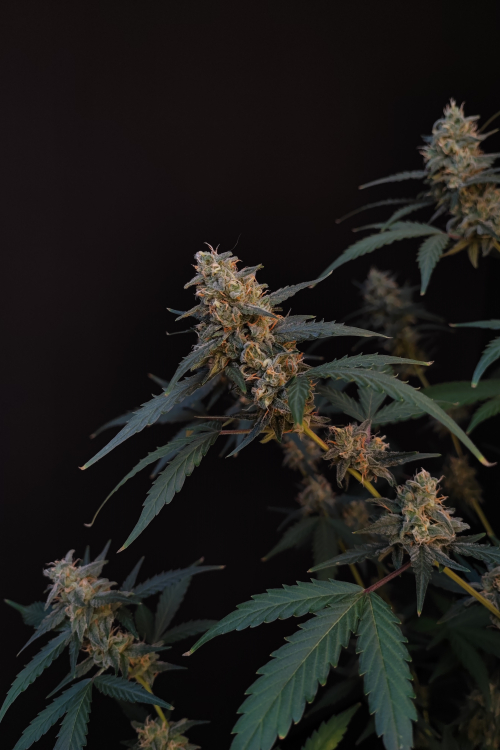 BubbleGum Auto