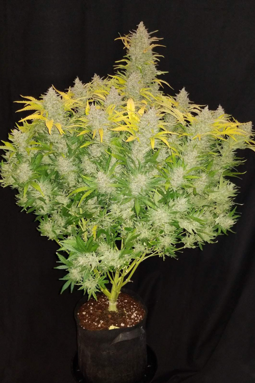 Rhino Ryder Auto