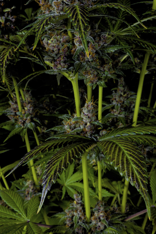 Purple Lemonade FF