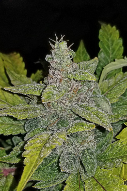 CBD Auto 11 CBD Crack