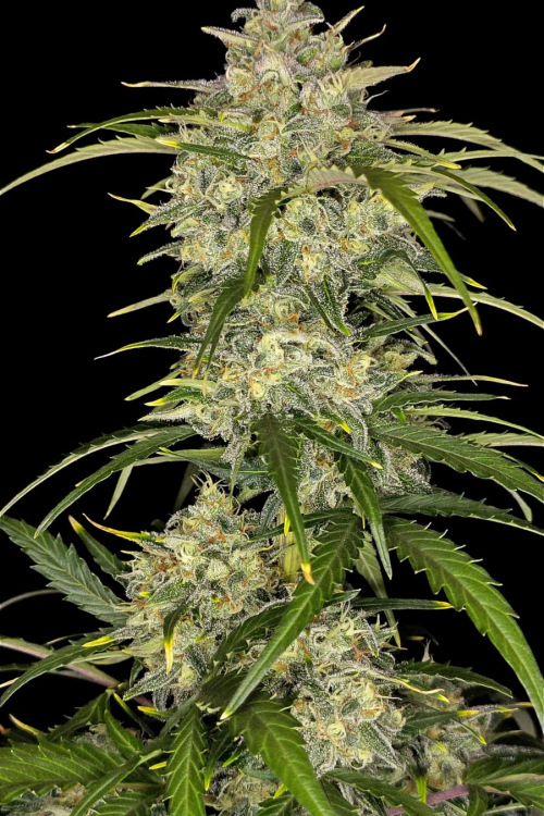 Sour Jealousy Auto