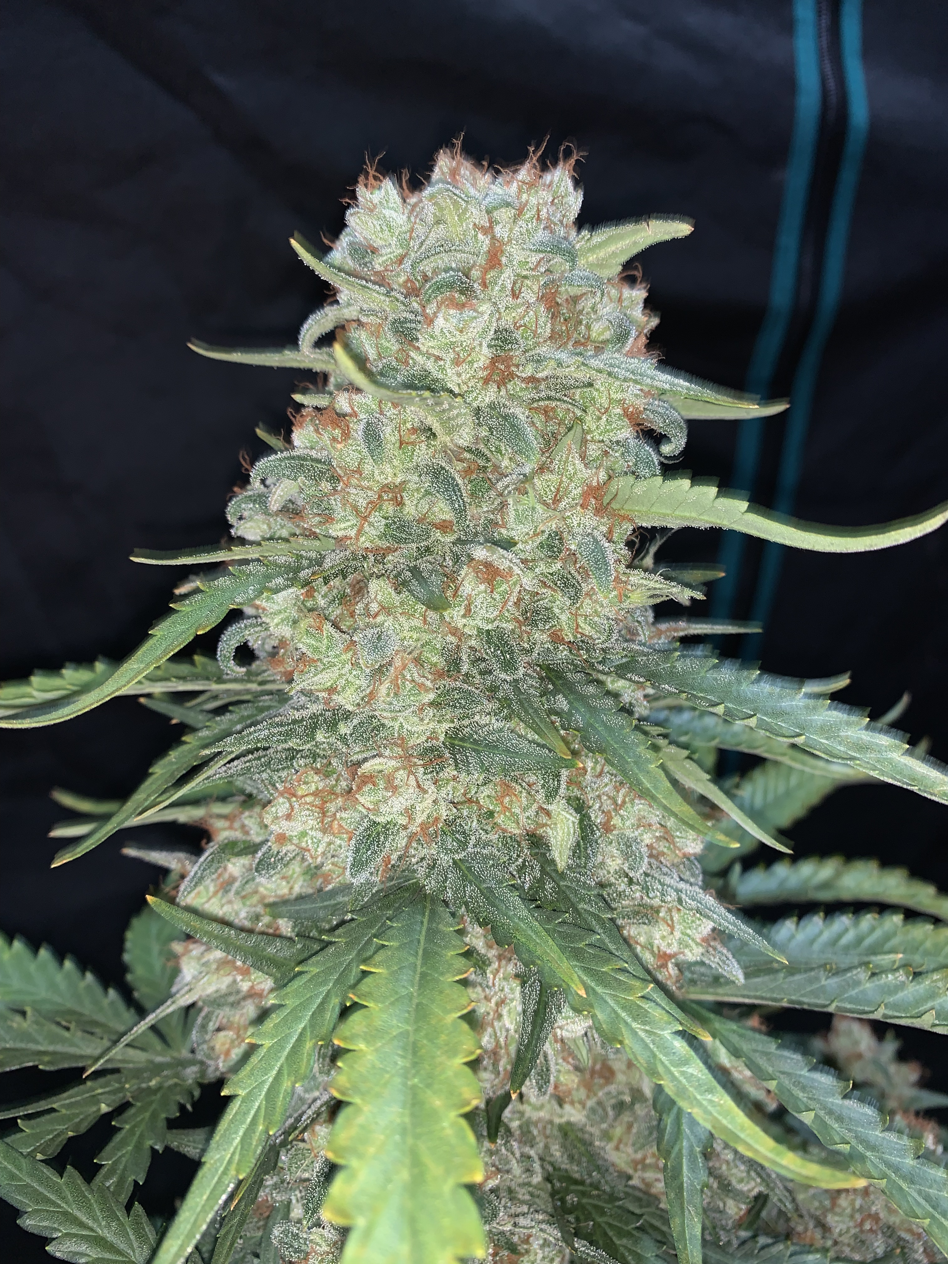 Original Afghan Kush Auto