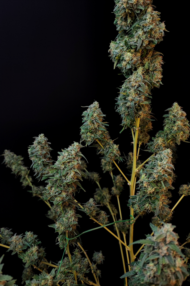 Photo of Sour Diesel Auto