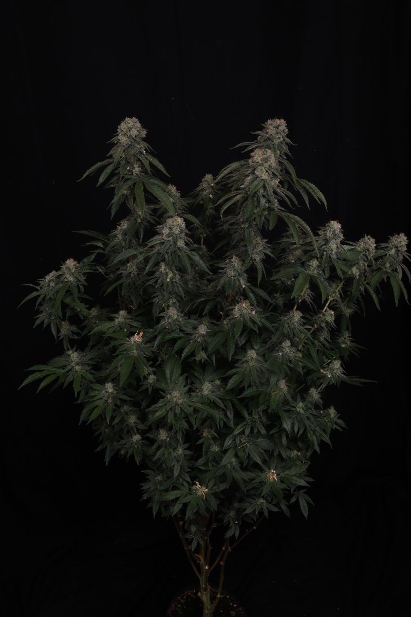 Photo of GG4
