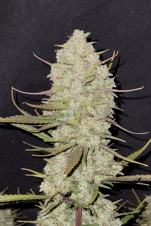 Tropicana Cookies Auto