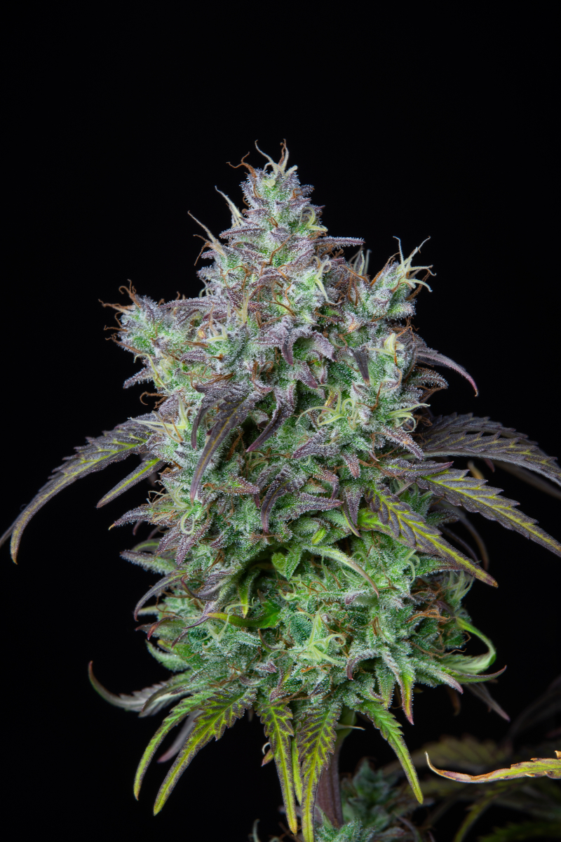 Photo of Big Bud Auto