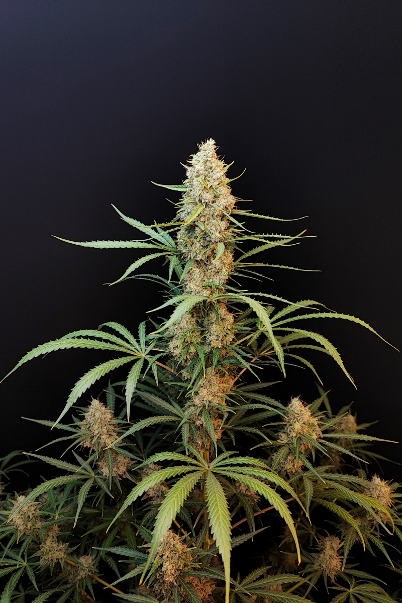 Photo of Jack Herer Auto