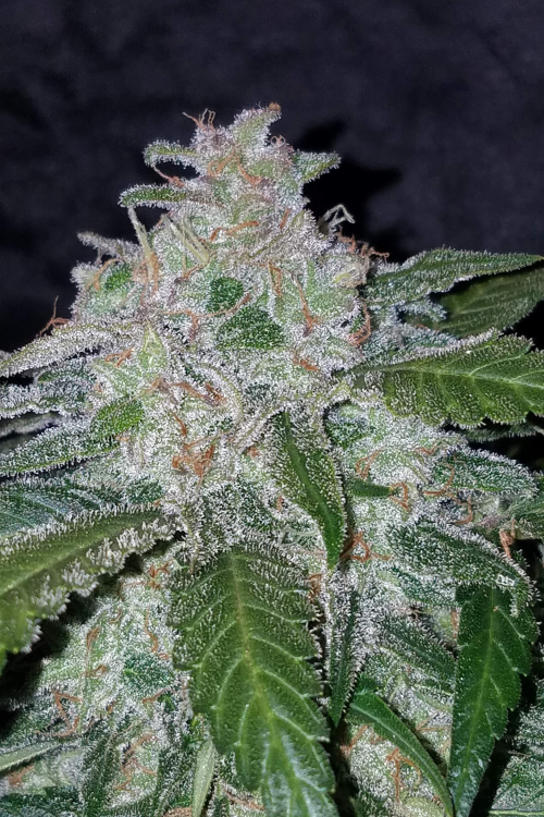 Tangie Auto