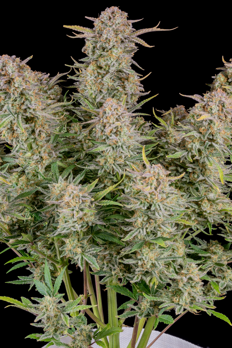 Photo of Bruce Banner Auto