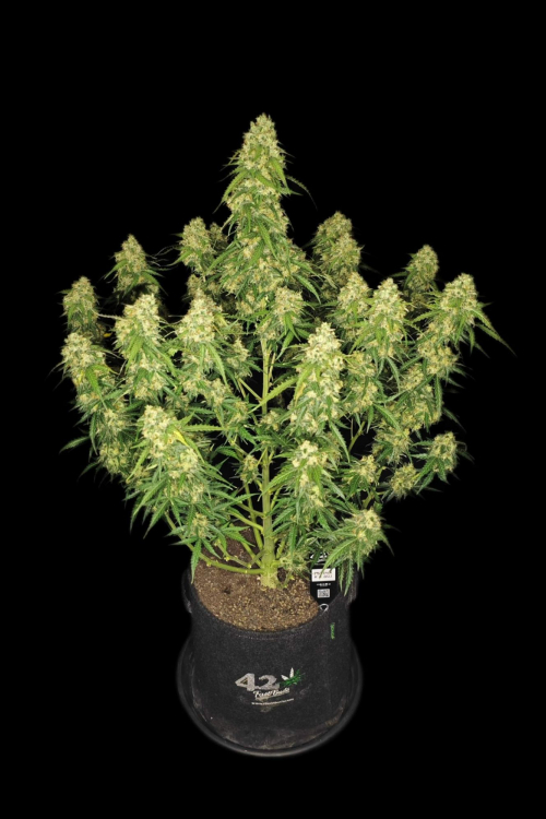 Sour Jealousy Auto