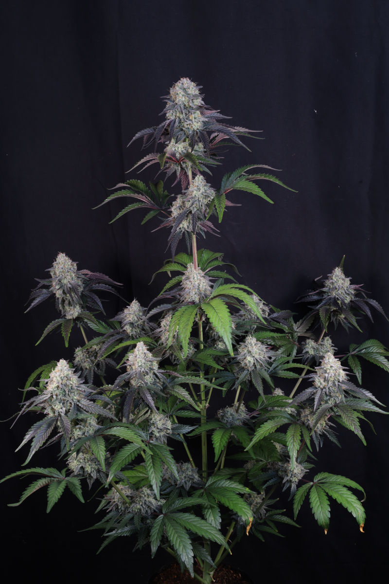 Photo of Sundae Frost Auto