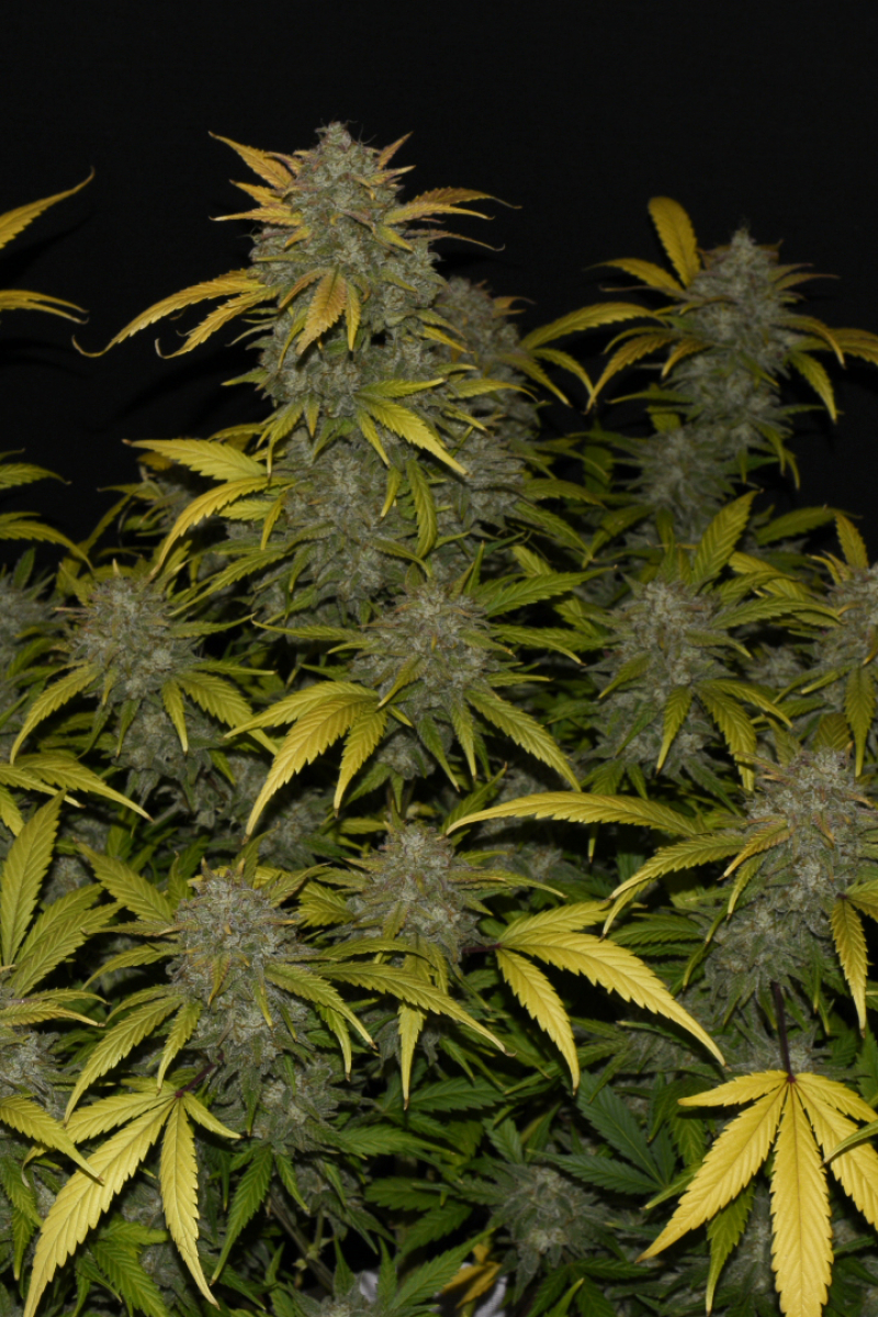 Photo of Gelato Auto