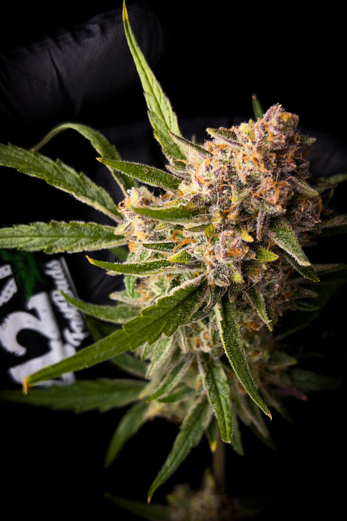 Guava Auto