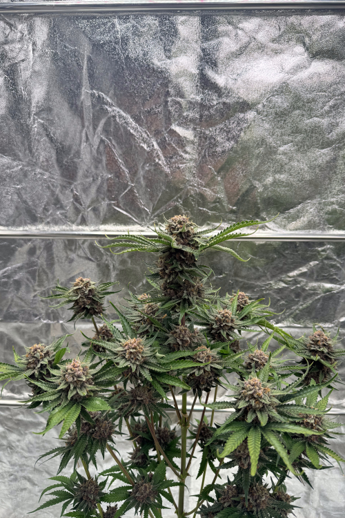 Cherry Cola Auto RF3
