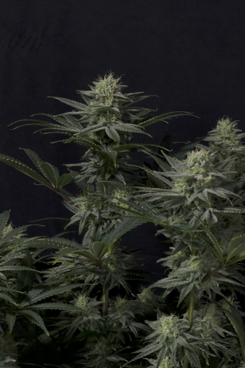 GG4 Sherbet FF