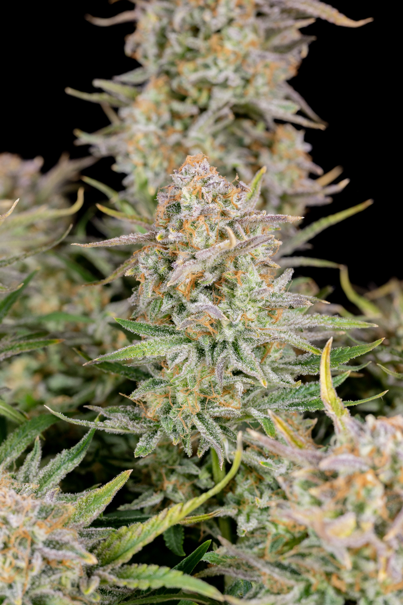 Photo of Bruce Banner Auto