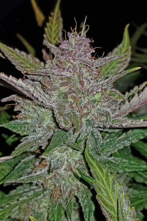 Cream Cookies Auto