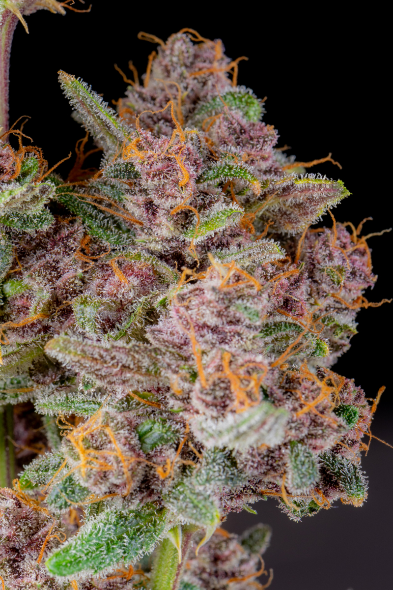 Photo of Gorilla Punch Auto