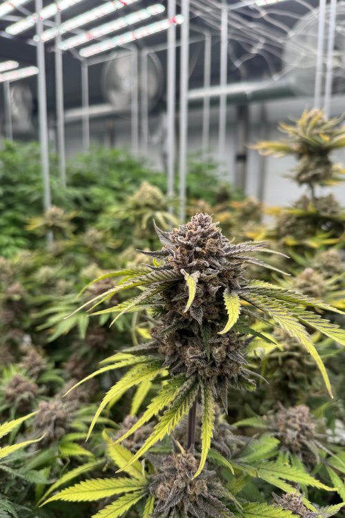Cherry Cola Auto RF3