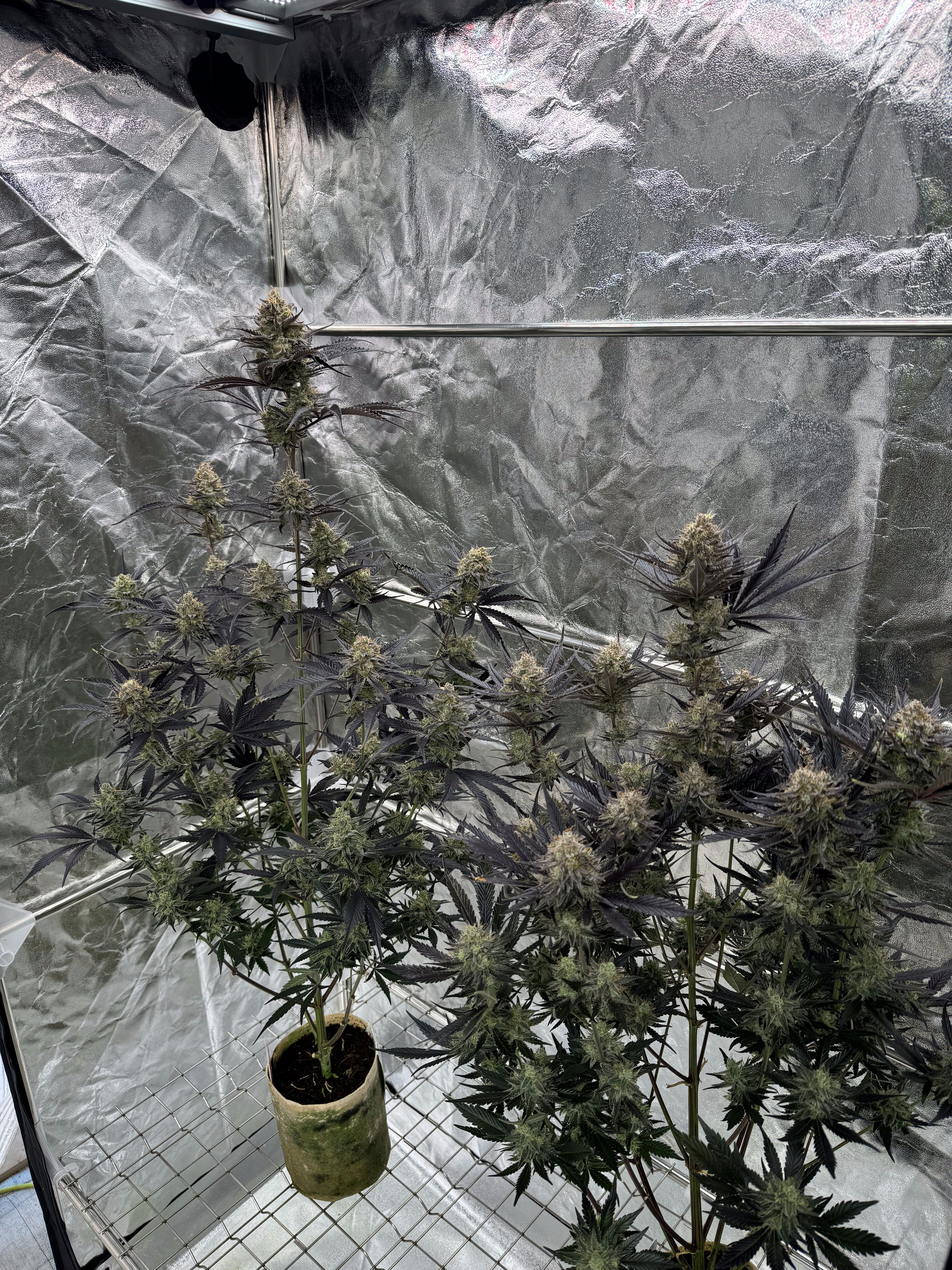 Guava Auto RF3
