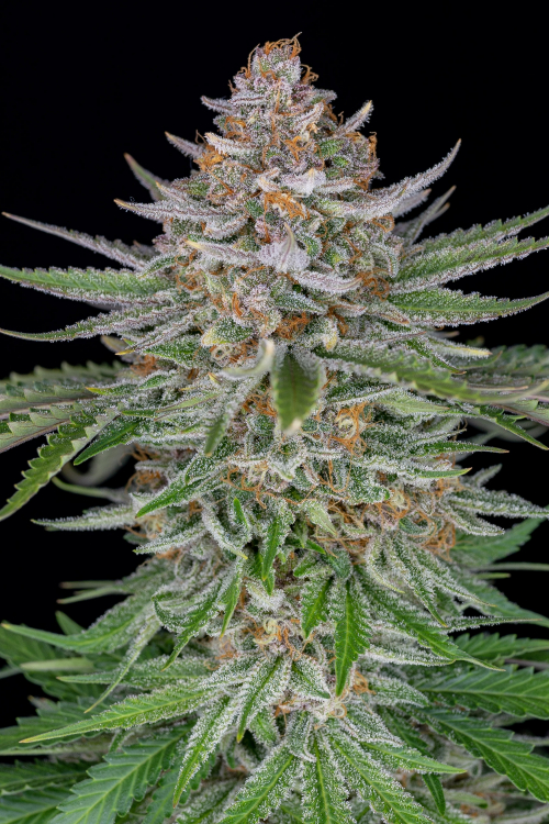 Strawberry Pie Auto