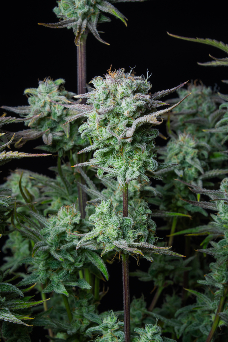 Photo of Strawberry Banana Auto