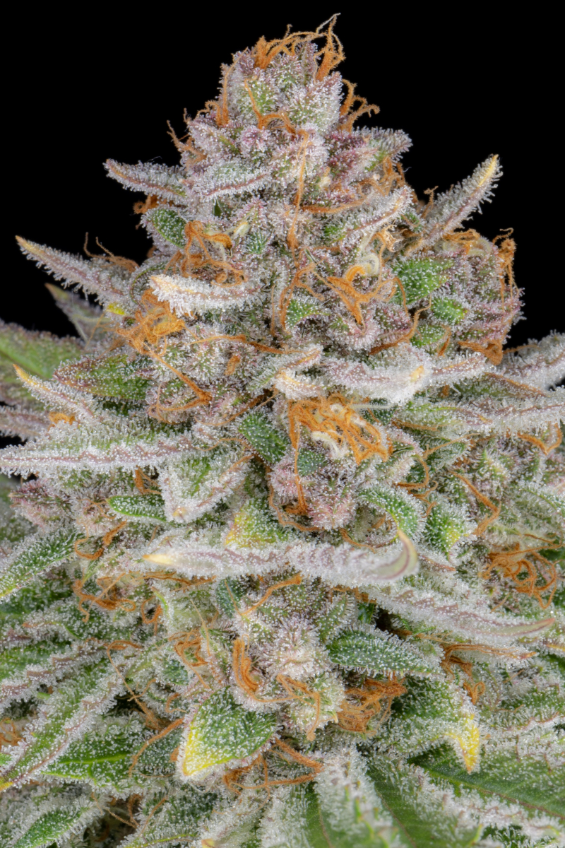 Photo of Strawberry Pie Auto