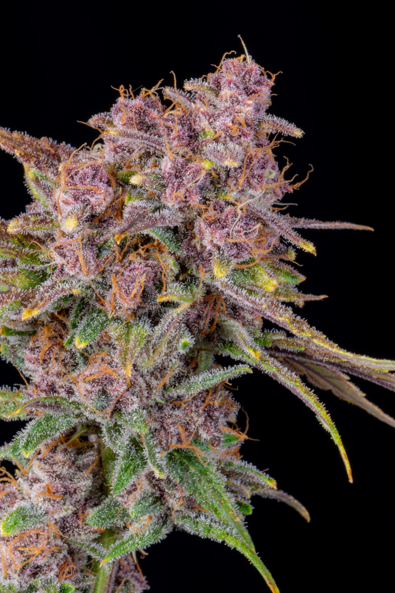Photo of Gorilla Punch Auto