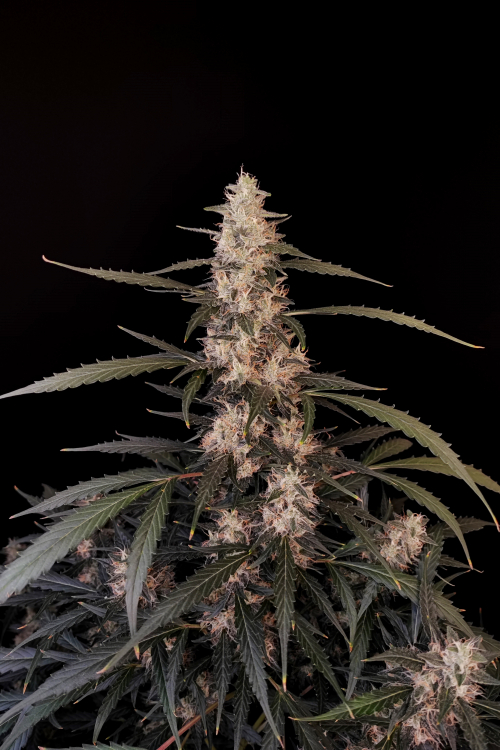 Amnesia Haze Auto