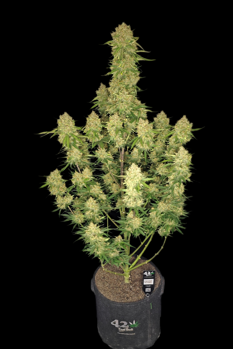 Photo of Guava Auto