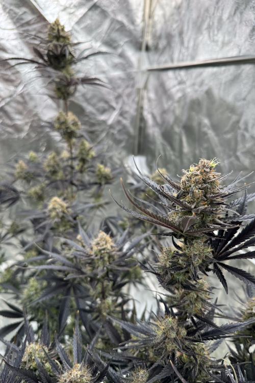 Guava Auto RF3