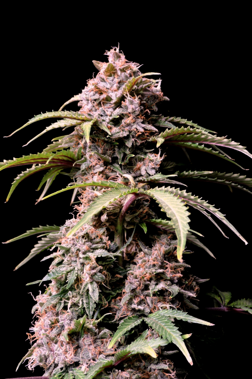 Amnesia Z Auto