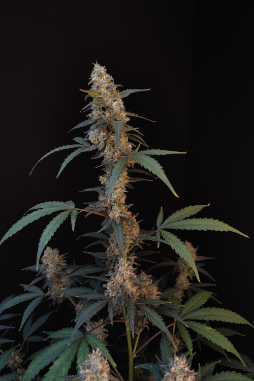 BubbleGum Auto