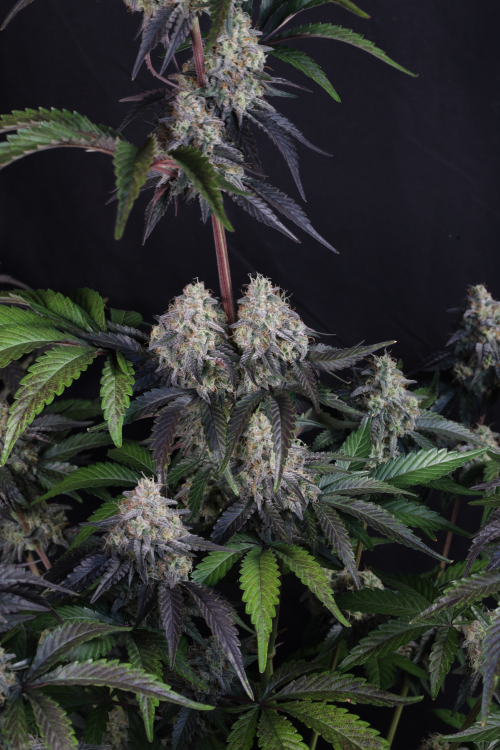 Sundae Frost Auto
