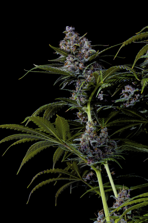 Purple Lemonade FF