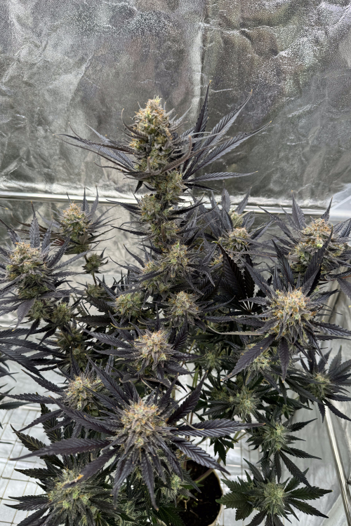 Guava Auto RF3