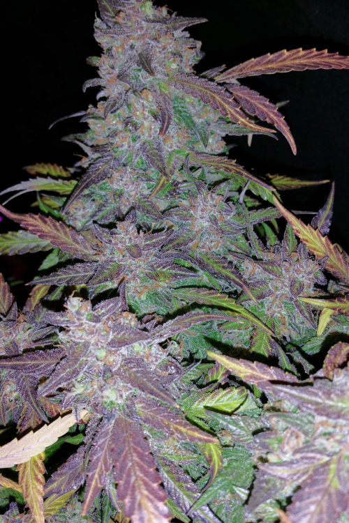Fastberry Auto