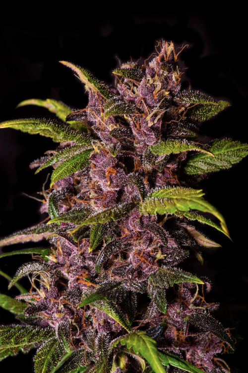 Crystal Meth Auto