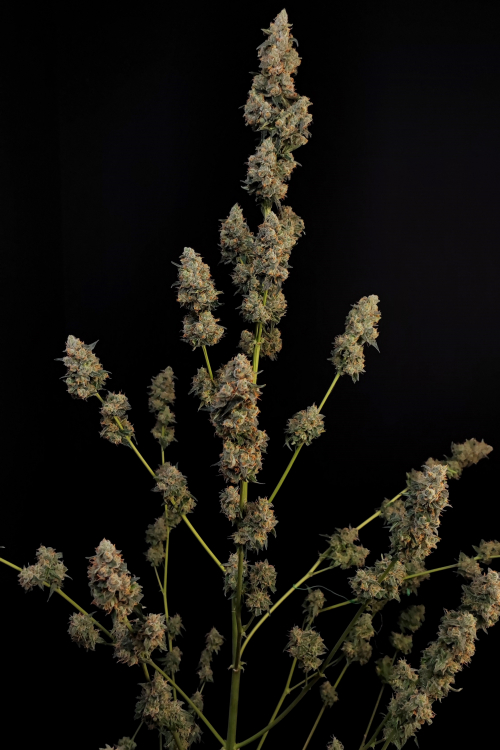 Northern Lights Auto