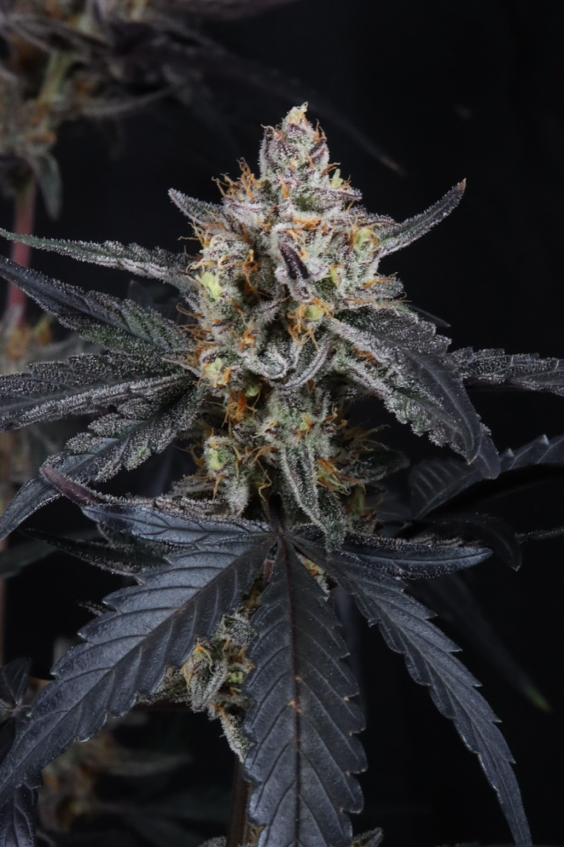 Photo of Guava Runtz Auto