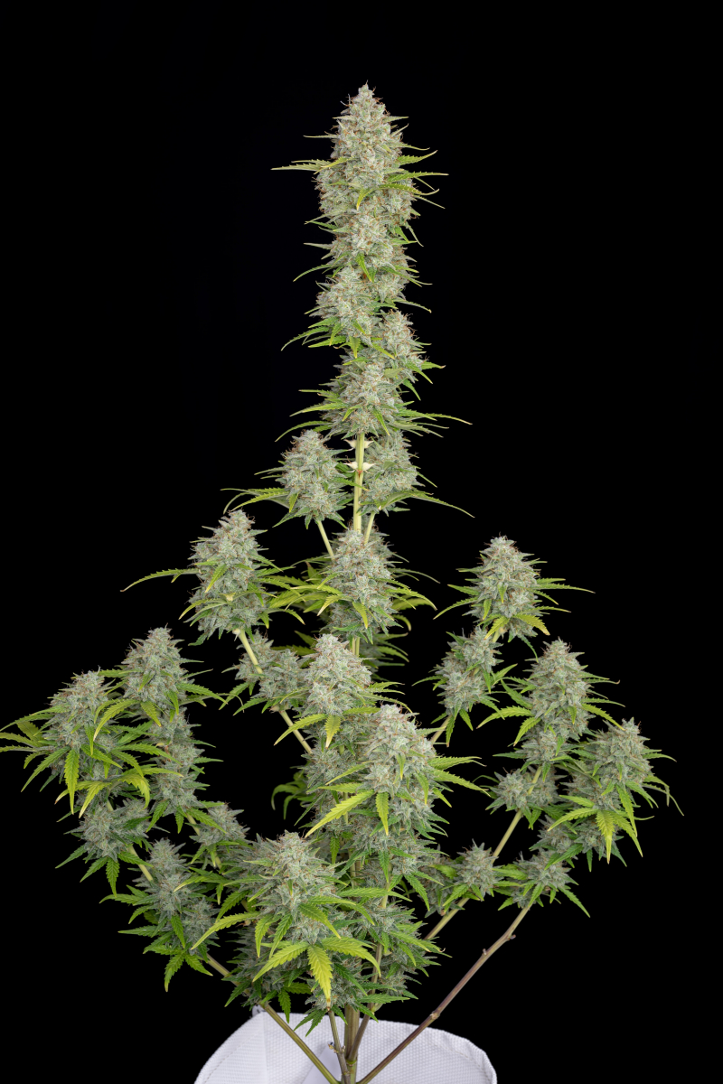 Photo of Orange Sherbet Auto