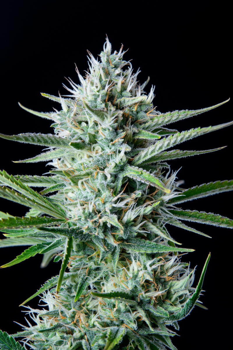 Photo of White Widow Auto
