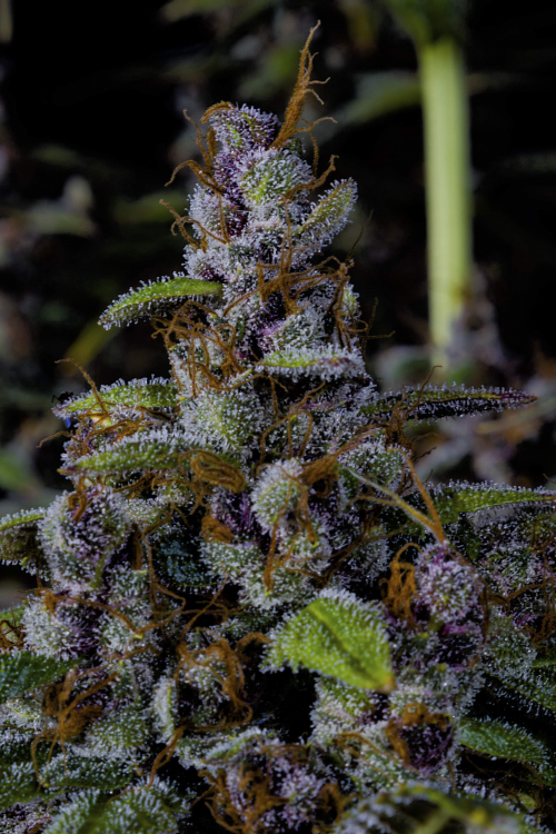 Purple Lemonade FF
