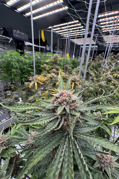Cherry Cola Auto RF3