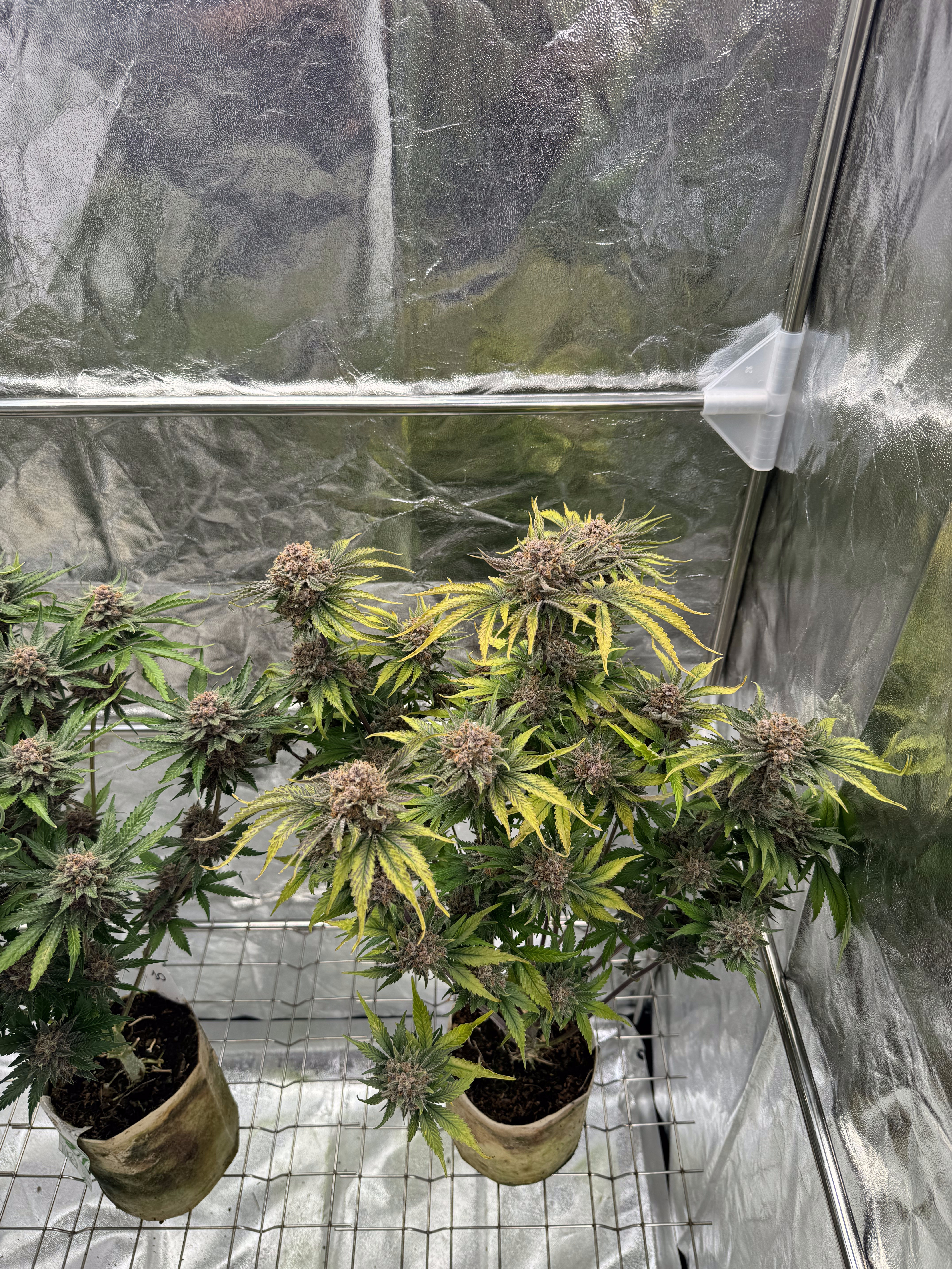 Cherry Cola Auto RF3