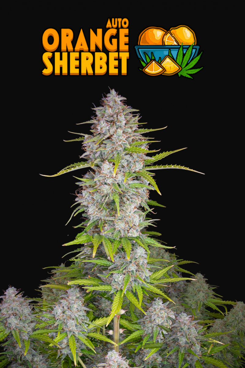 Photo of Orange Sherbet Auto