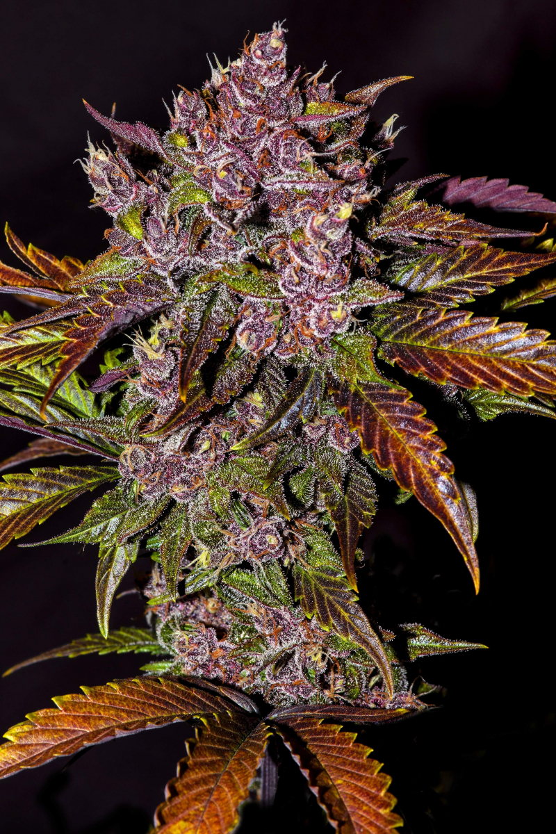 Photo of Blackberry Auto
